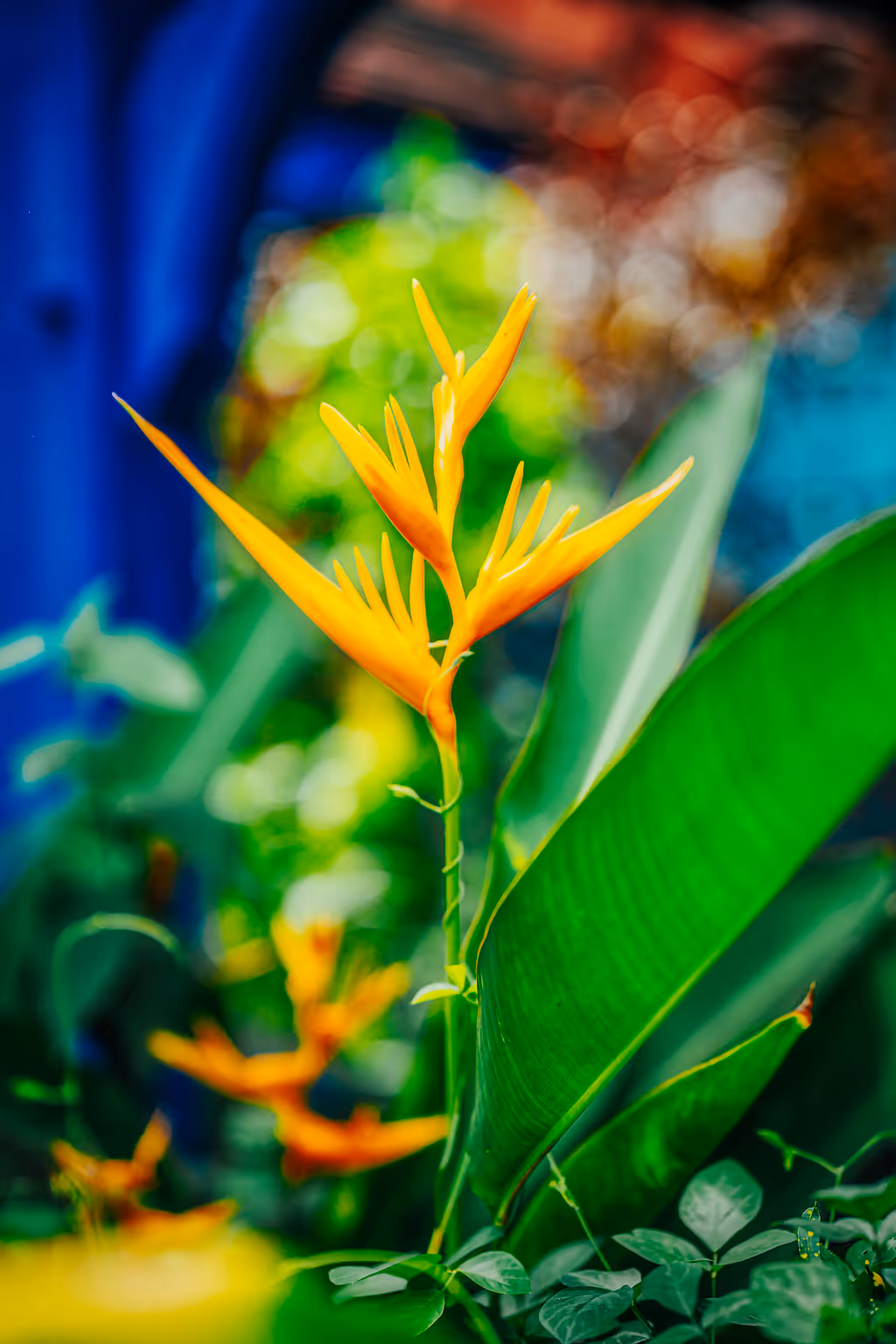 Fleur oiseau de paradis orange vif entourée de feuilles vertes tropicales