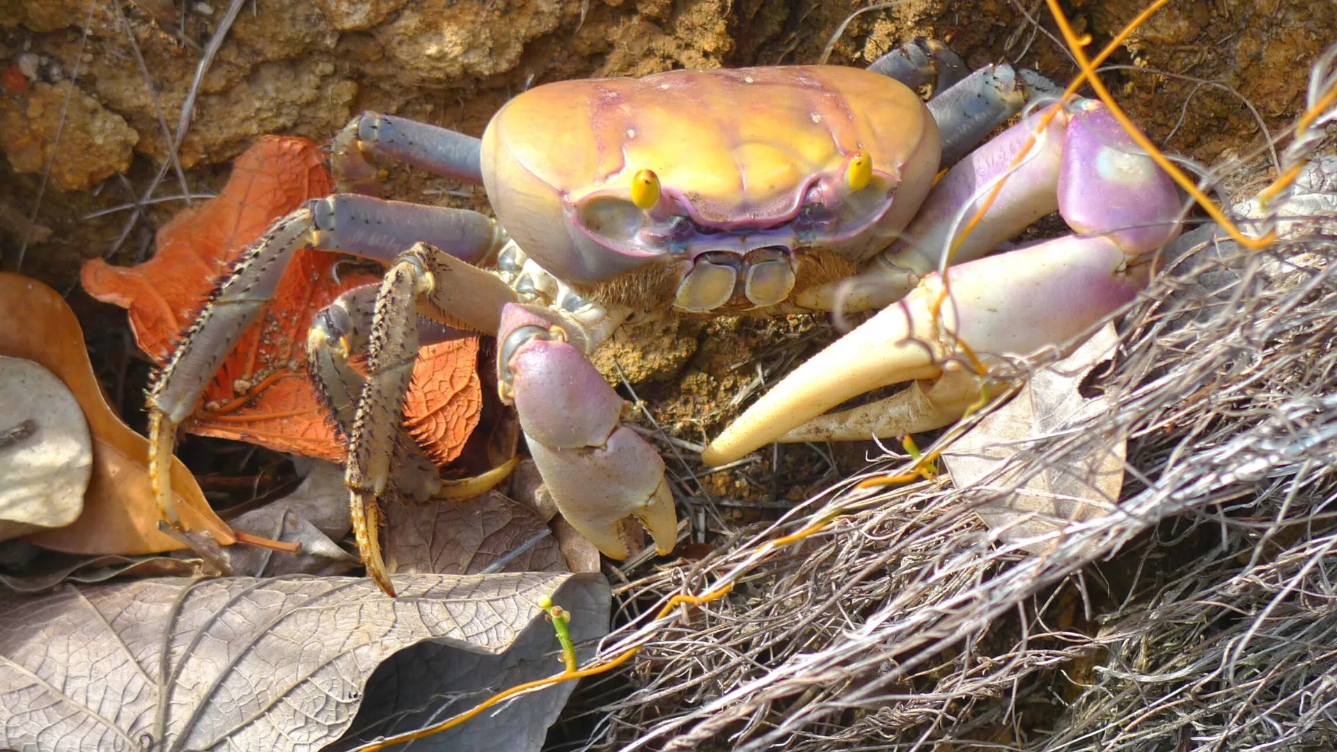 Purple land crab perched on a tree trunk Bambouresort Martinique