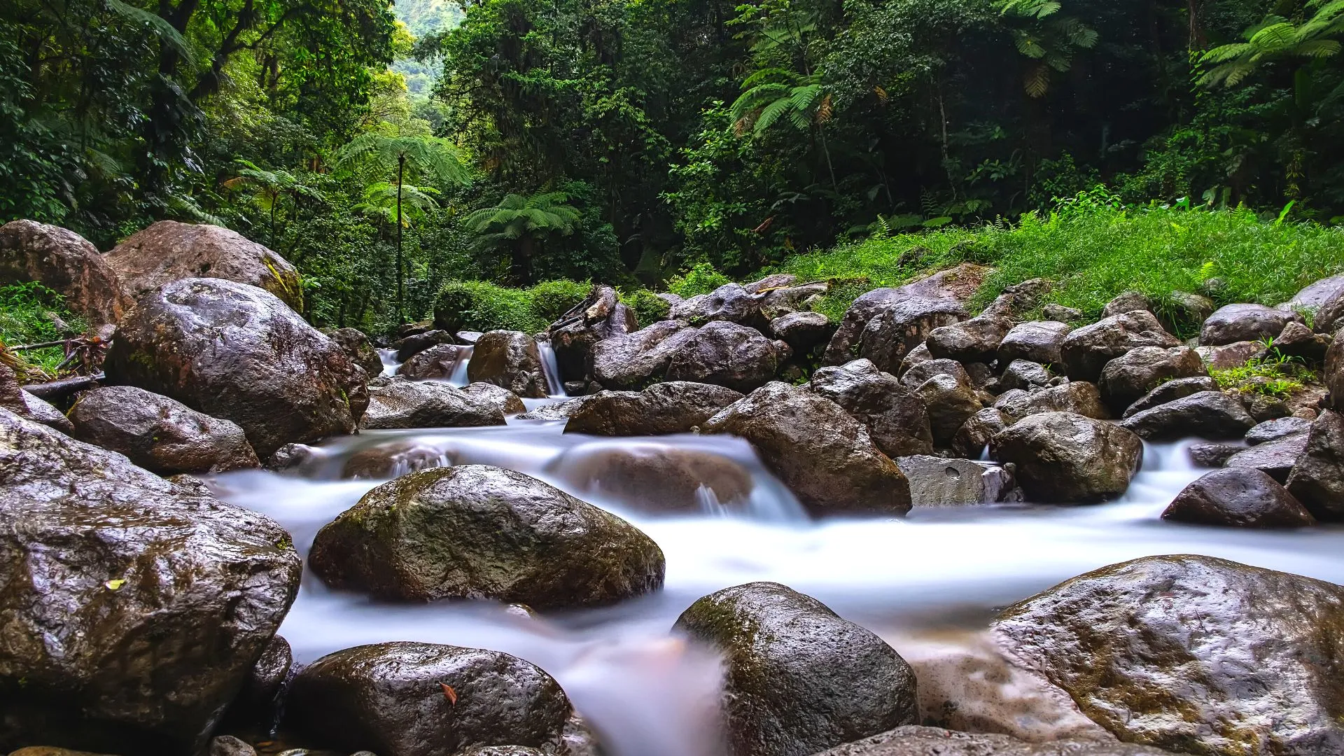 Tropical river cascading over mossy rocks in lush Martinique forest