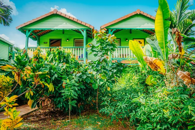 Traditional green Bambouresort bungalows surrounded by lush tropical vegetation Martinique