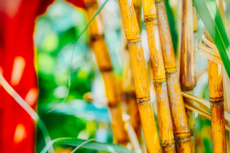 Golden bamboo stalks close-up tropical garden Martinique