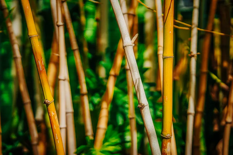 Golden bamboo stalks in a tropical garden Hotel Bambou Martinique