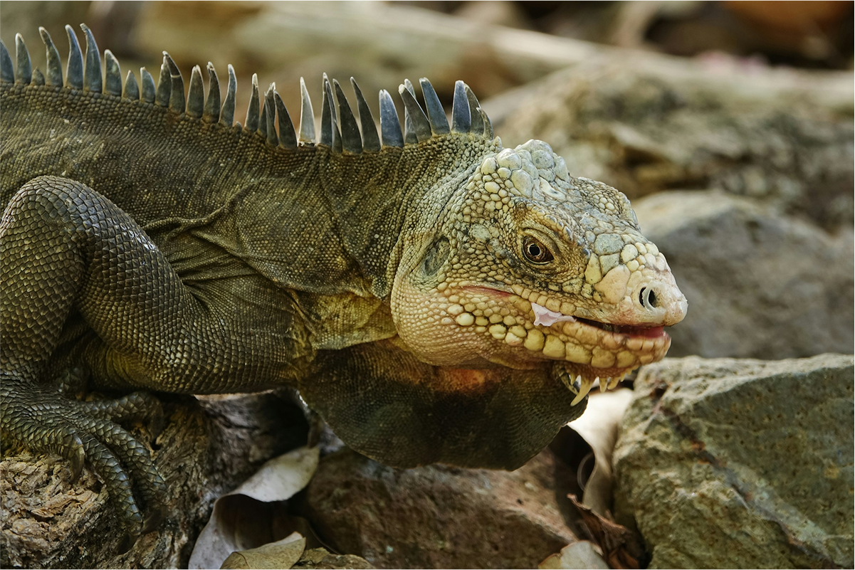 Iguane vert sauvage sur rochers Îlet Chancel Martinique gros plan écailles