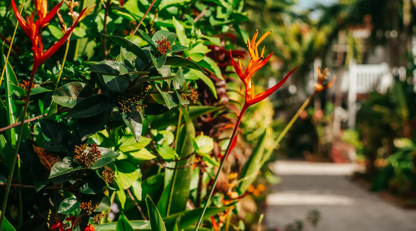 Bright red heliconia flowers lining tropical alley resort Martinique