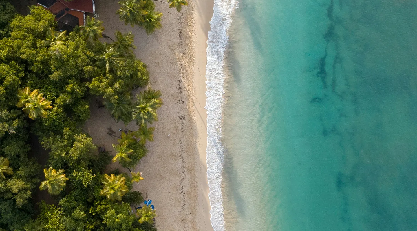 Beach paradise lined with palm trees and turquoise waters aerial view Martinique Bambou Resort