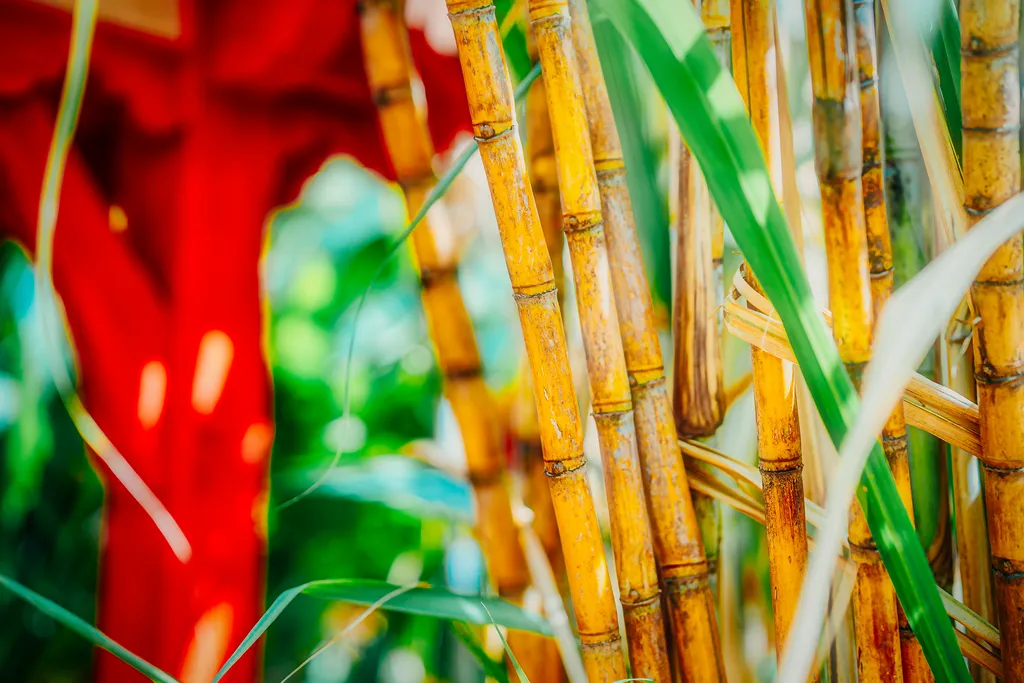 Golden bamboo stalks tropical garden Bambouresort Martinique