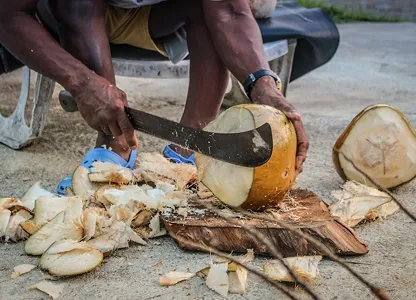 Artisan local découpant noix de coco fraîche planche bois Martinique