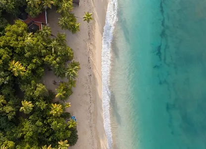 Plage paradisiaque bordée palmiers vue aérienne eaux turquoise Martinique