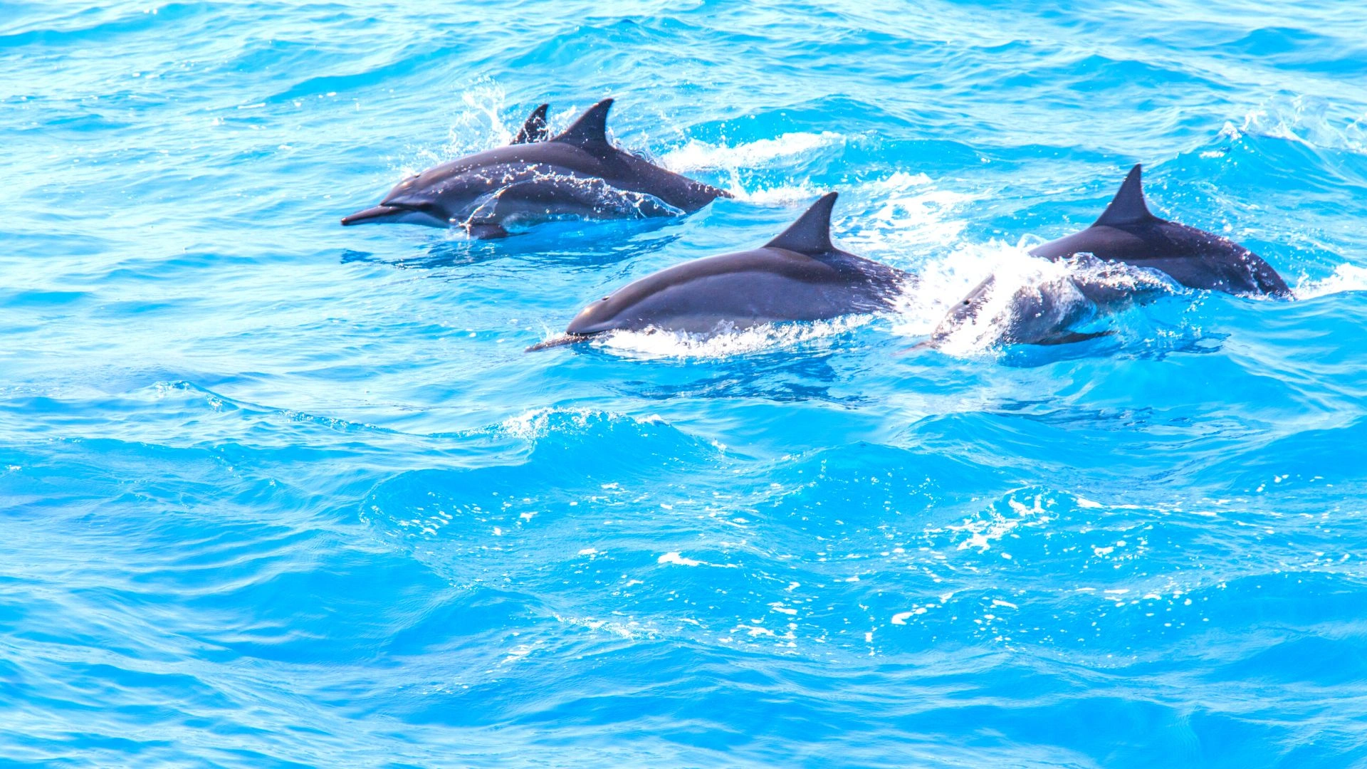 Dauphins dans l'océan en Martinique
