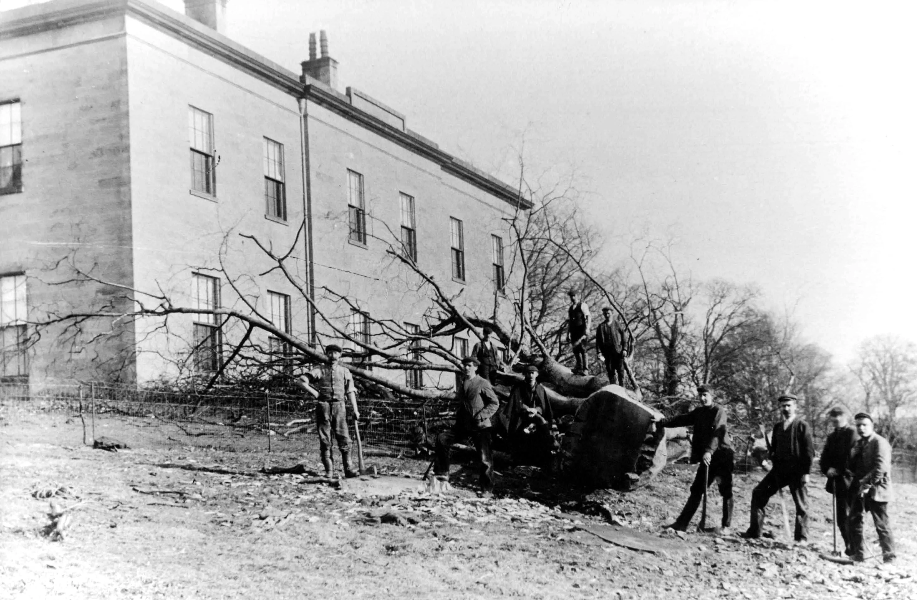 Old photo of tree down at Eggleston Hall