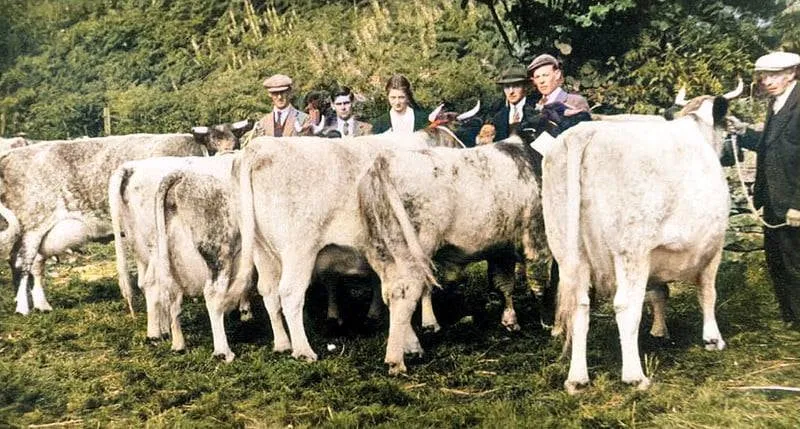 Old photo of cattle and owners