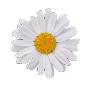 fleur