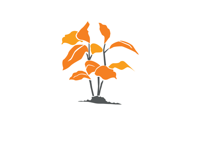 Seedlings room illustration