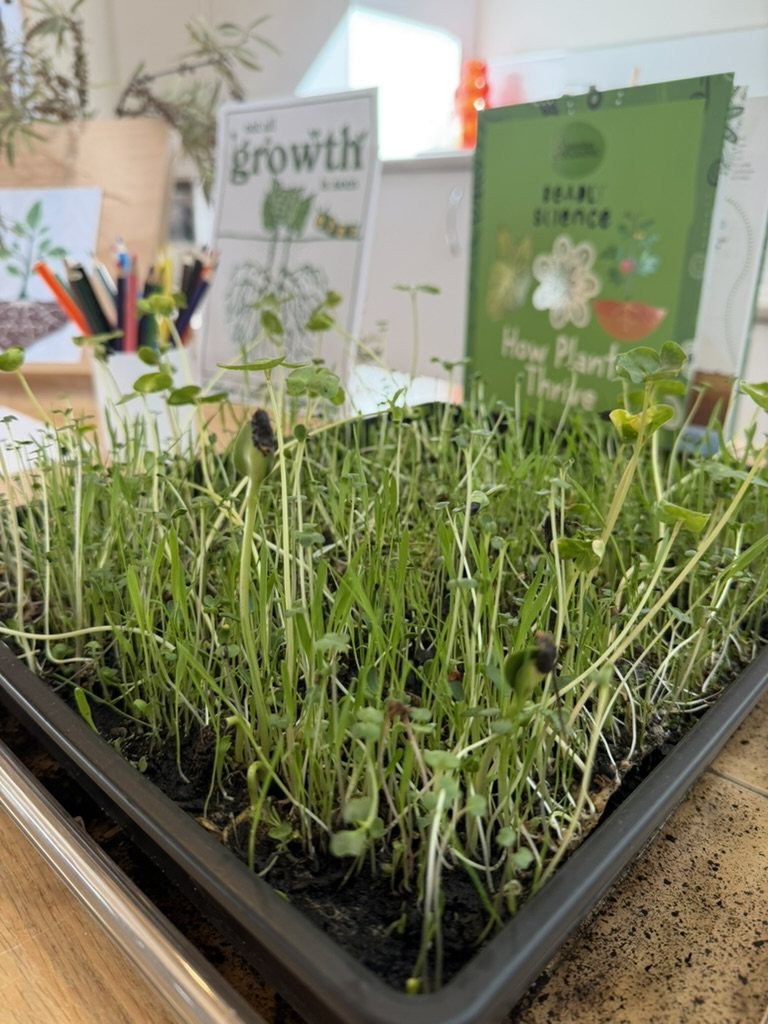A sprouting seed tray growth investigation