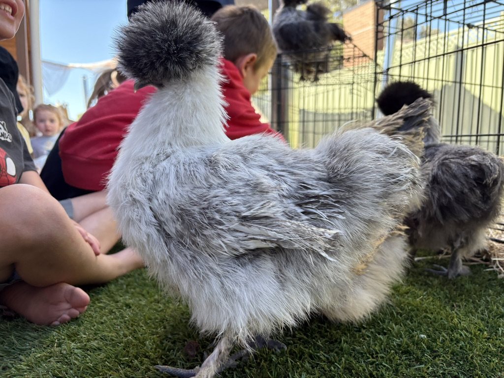 Children meeting silkie chickens