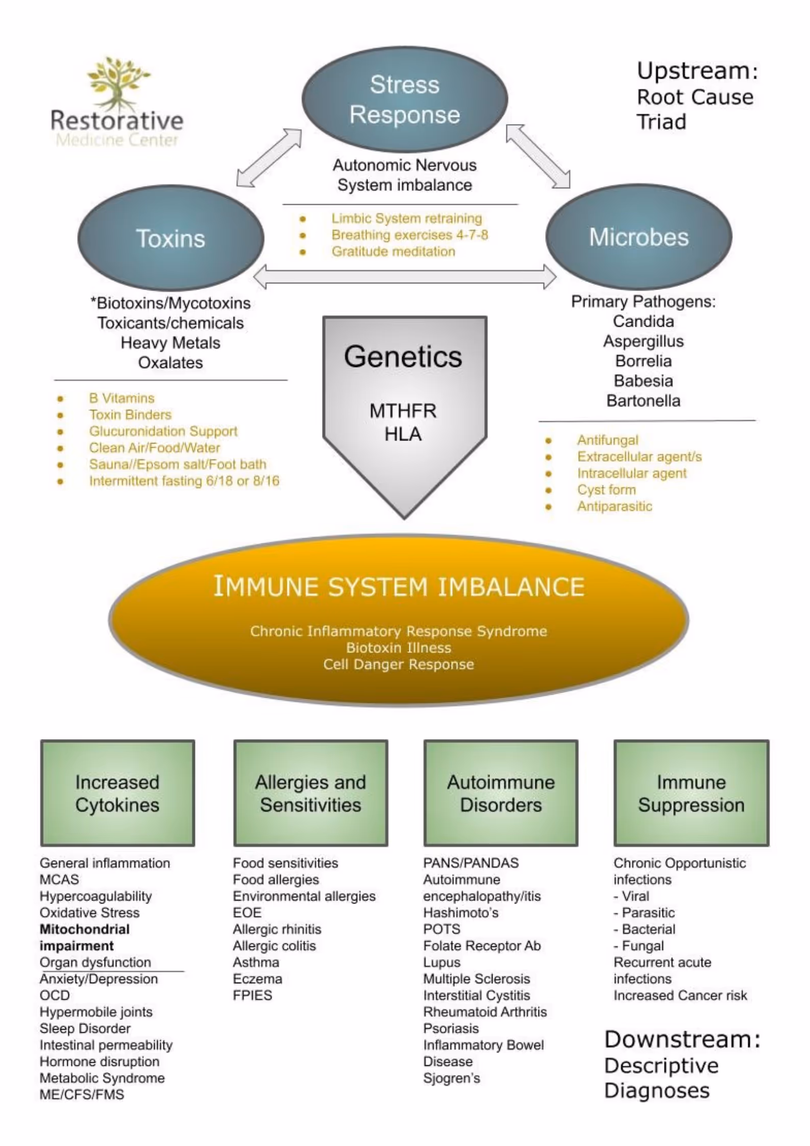 Diagram showing the Root Cause Triad of immune system imbalance, linking Stress Response, Toxins, Microbes, and Genetics, with downstream effects including Increased Cytokines, Allergies and Sensitivities, Autoimmune Disorders, and Immune Suppression.