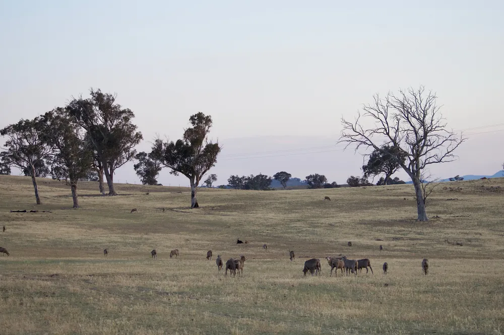 Cows in a paddock