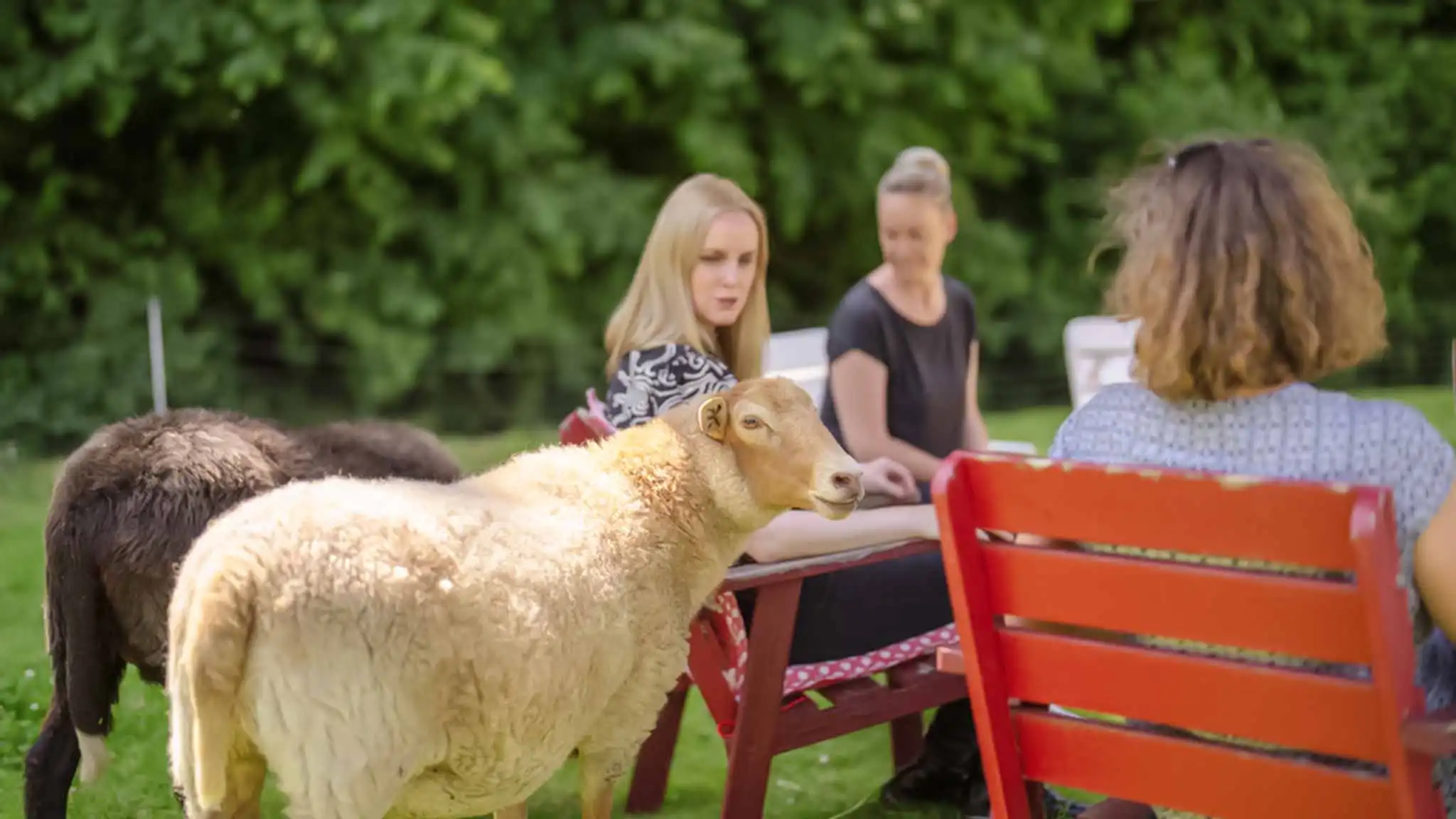 Drei Patientinnen sitzen auf Stühlen auf einer Wiese. Neben ihnen stehen zwei Schafe.