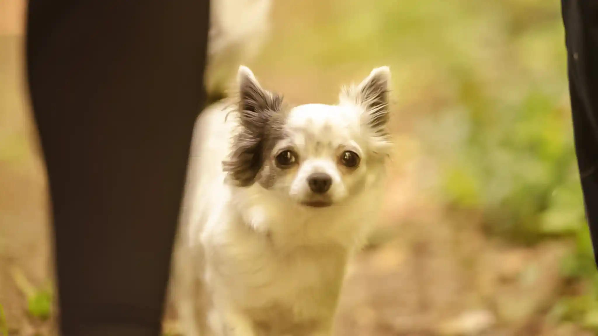 Ein Therapie-Hund sitzt im Gras und blickt in die Kamera