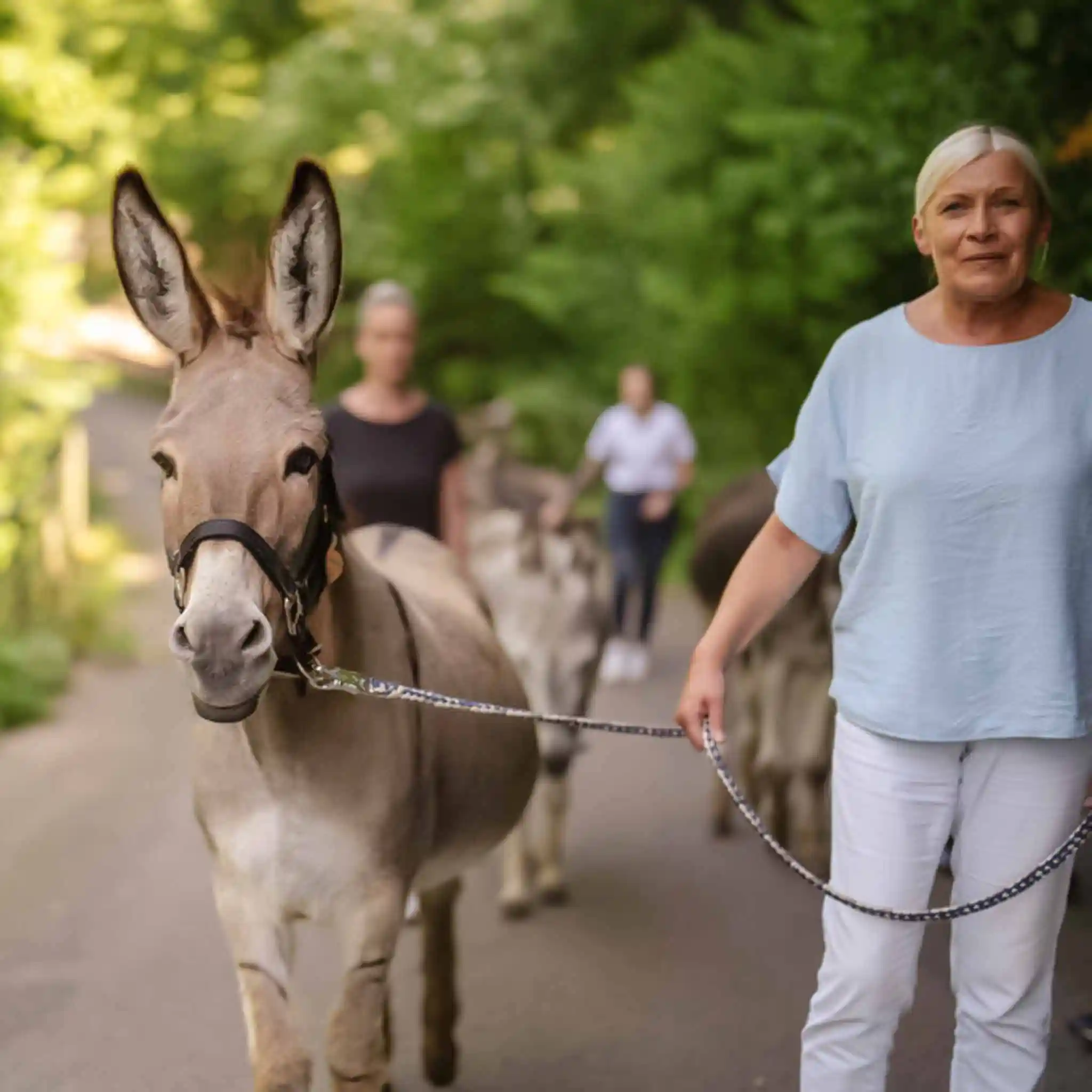 Ein Therapie-Esel wird von einem Patienten spazieren geführt.