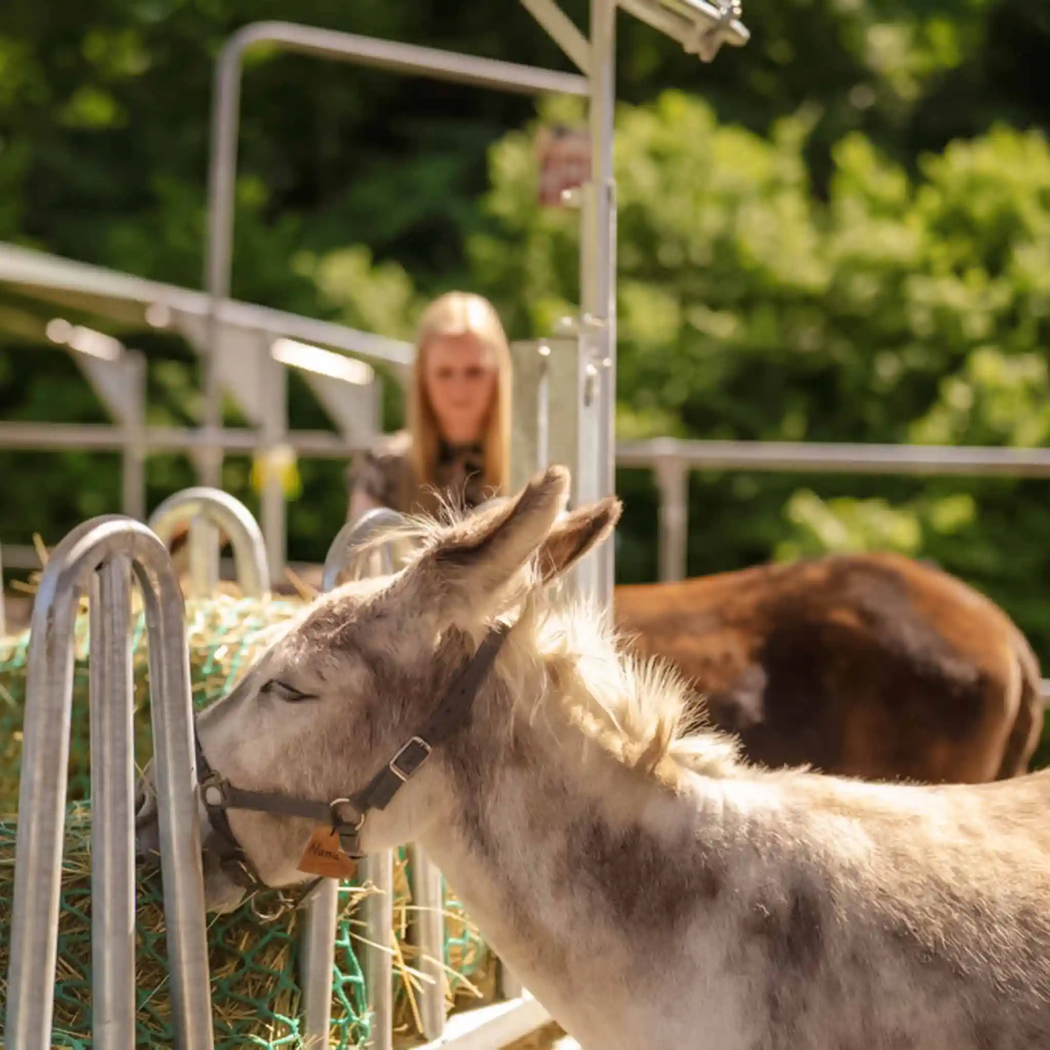Ein Esel beim Fressen aus der Heuraufe.