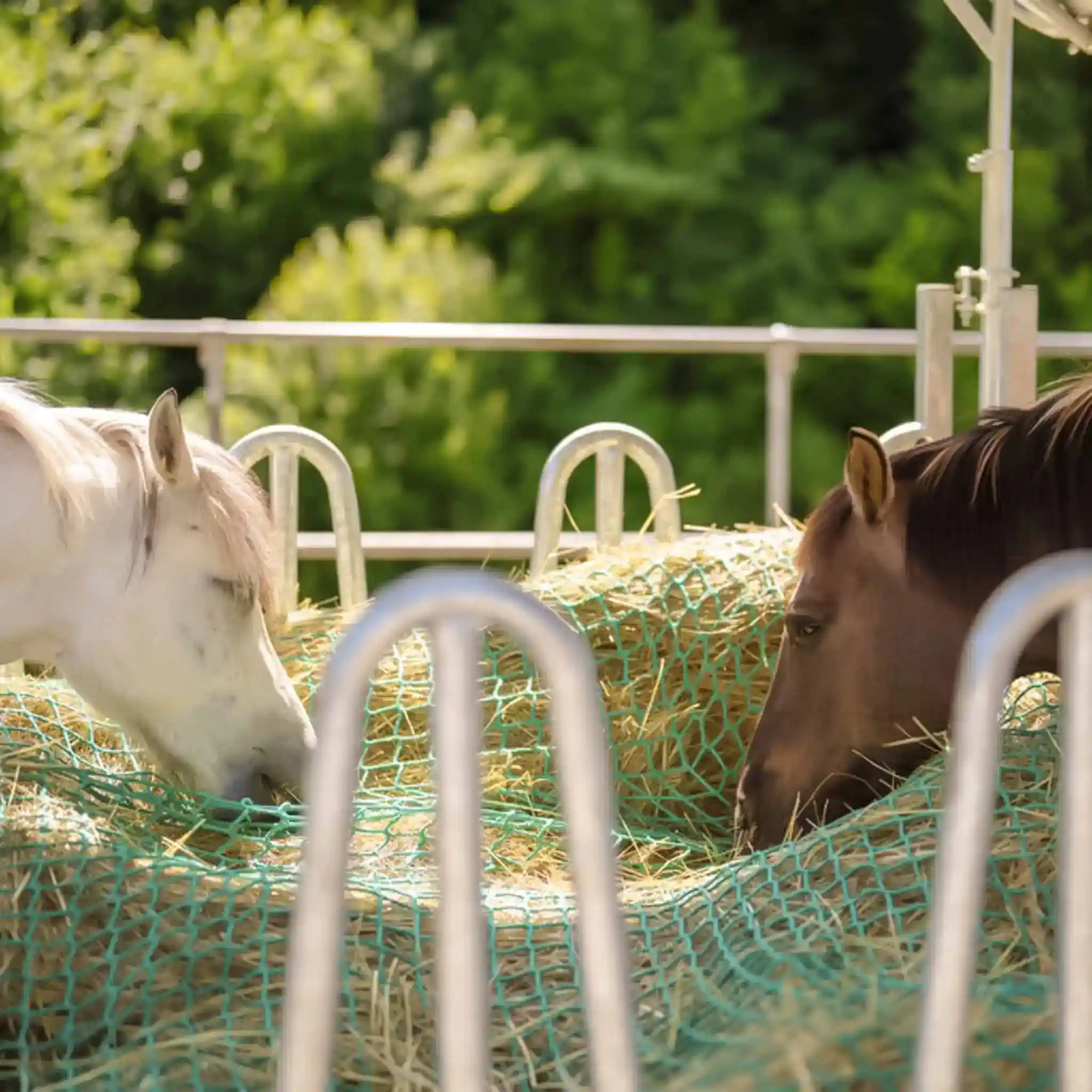 Zwei Pferde beim Fressen von Heu