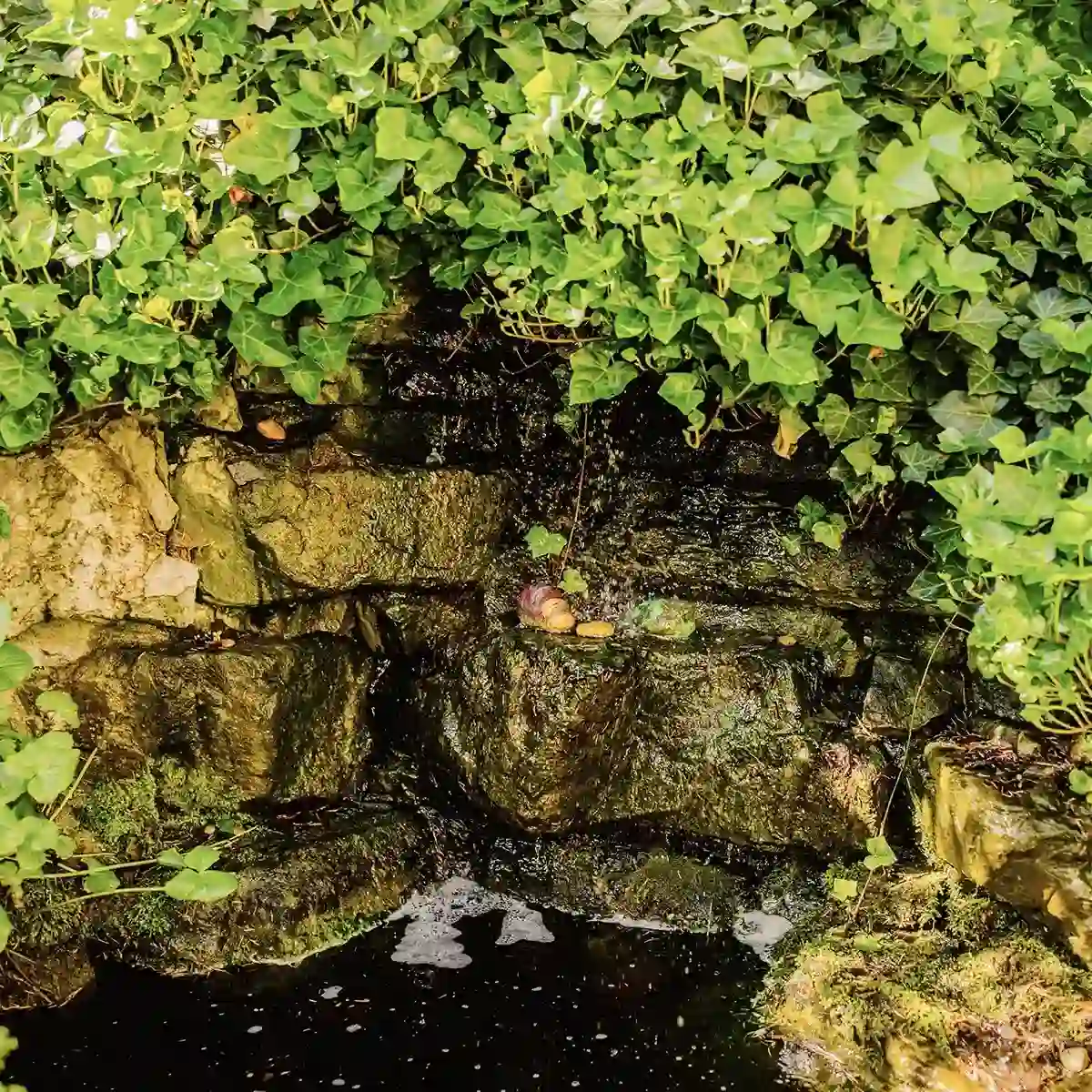 Aufnahme eines mit Efeu umwachsenen Teichs