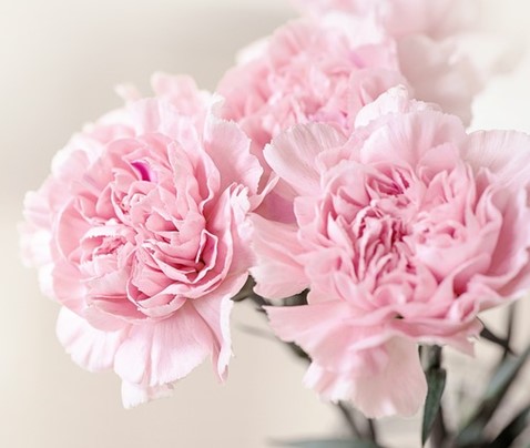 Fleurs fraiches, œillets douceur, naturopathie apaisante