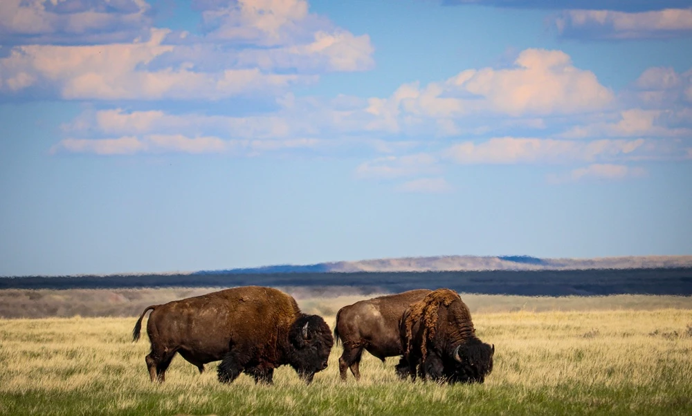 Wildlife Prairie Park