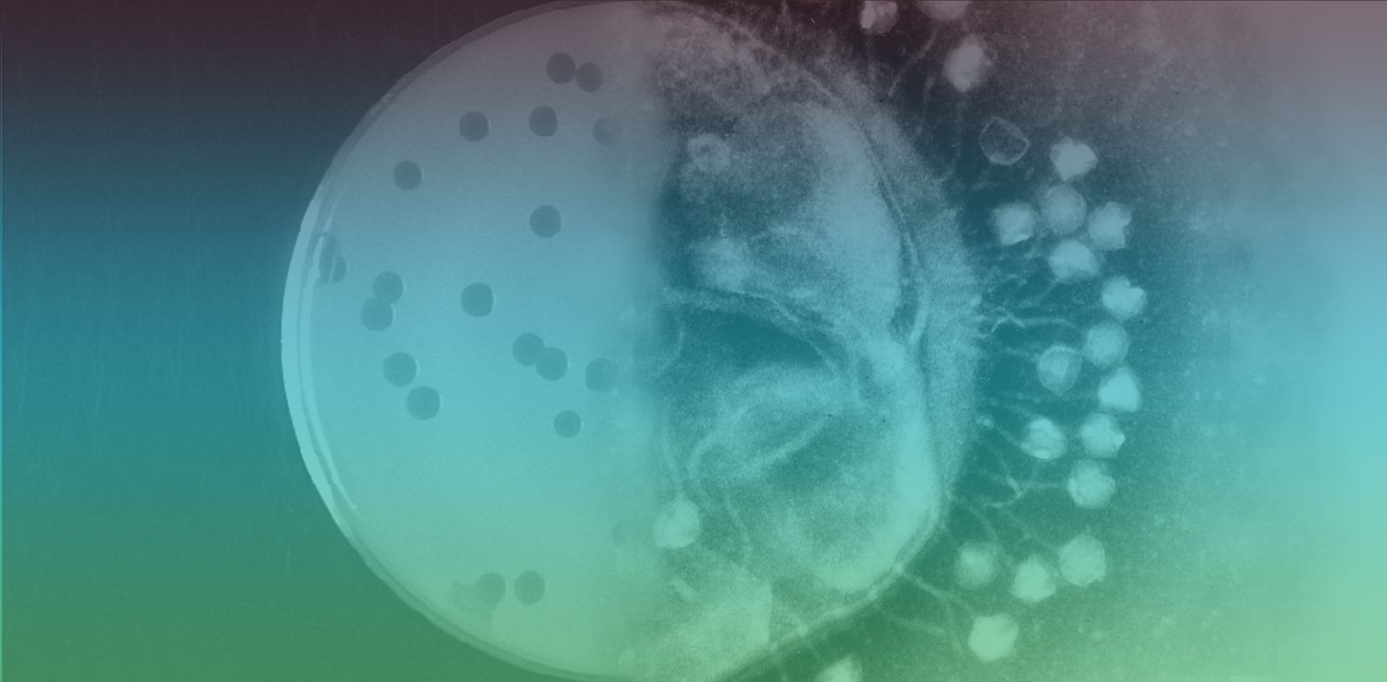 Pressing Problem Article: Bacteriophages and the Pressing Problem of Antibiotic Resistance
