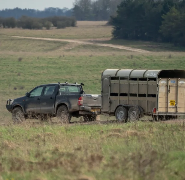 Pickup truck pulling a livestock trailer across a grassy rural field