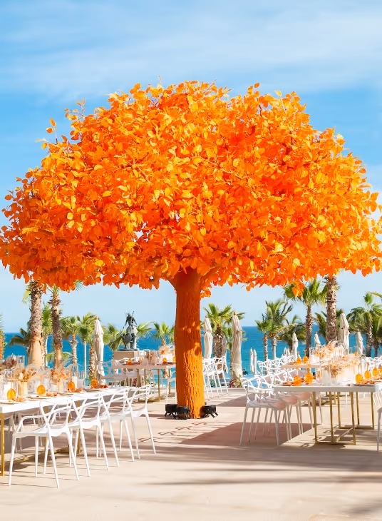 Orange Tree