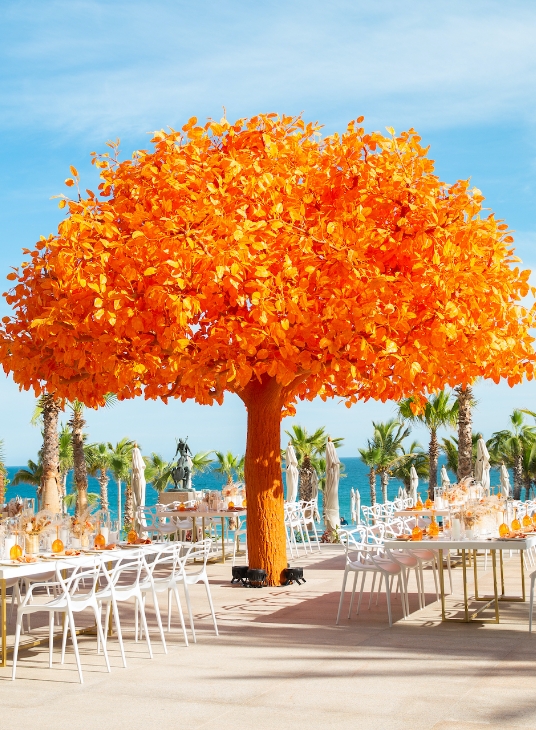 Orange Tree