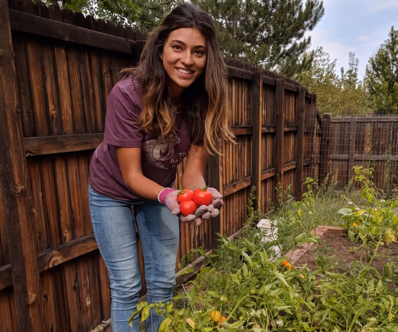 Smiling woman wearing gloves holding freshly picked red tomatoes in a garden with wooden fence background.