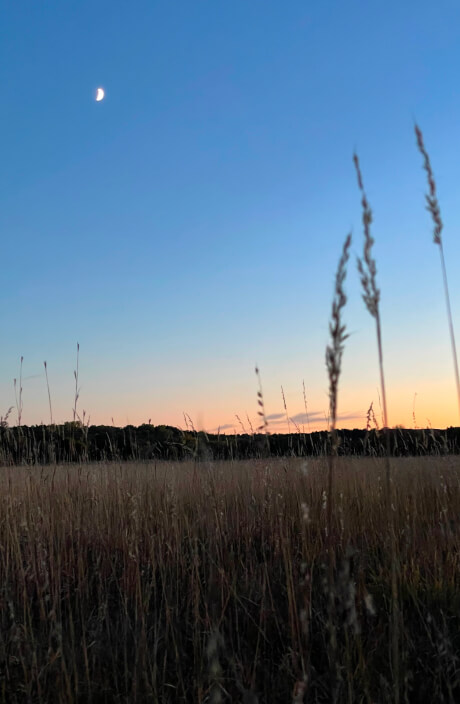 A prairie landscape at dawn