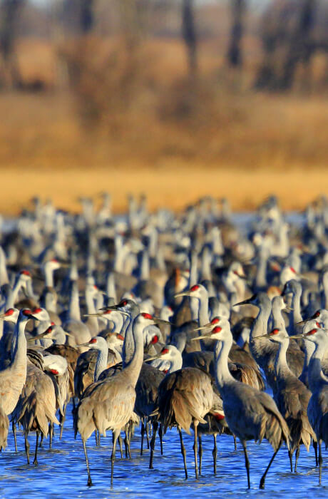 A large gather of Sandhill Cranes at Quivira