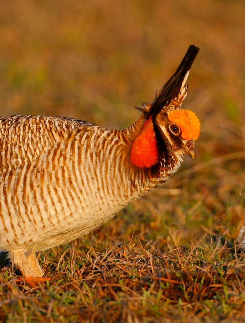 A prairie chicken in its natural habitat