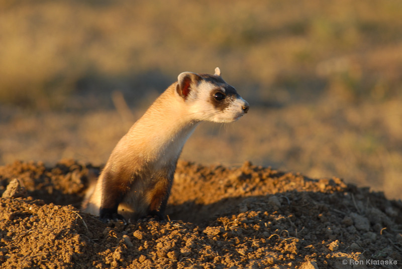 A black-footed ferret peeks out of its den in the prairie landscape