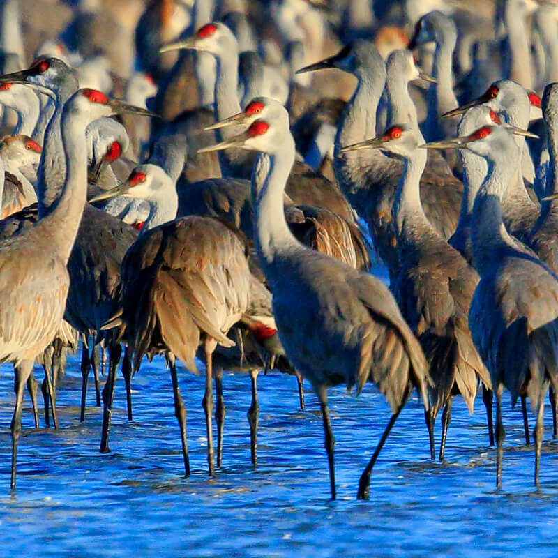 Close-up of a large flock of sandhill cranes standing in the water