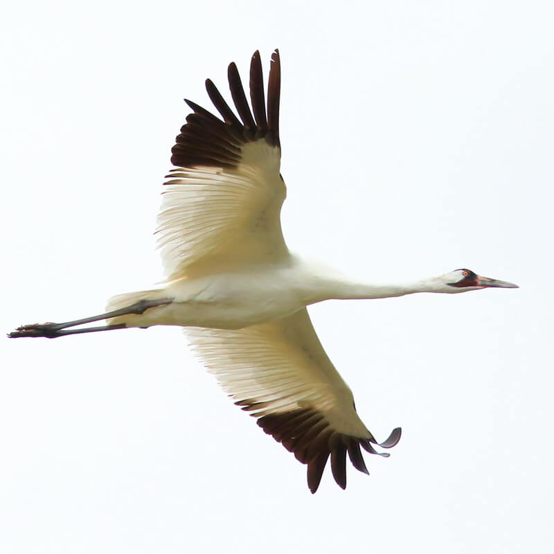 A whooping crane in flight
