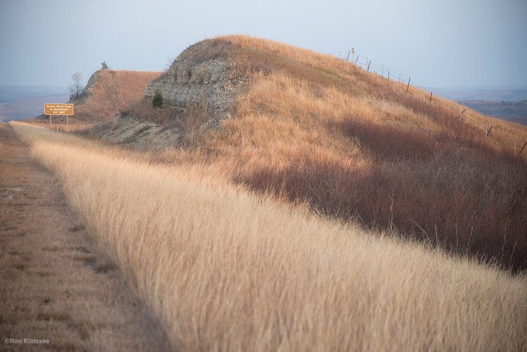 Invasive old world bluestem along Kansas Roadside