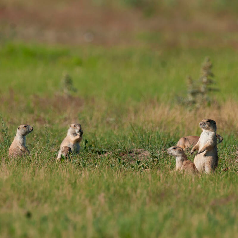 A group of prairie dogs poke their heads about the grass