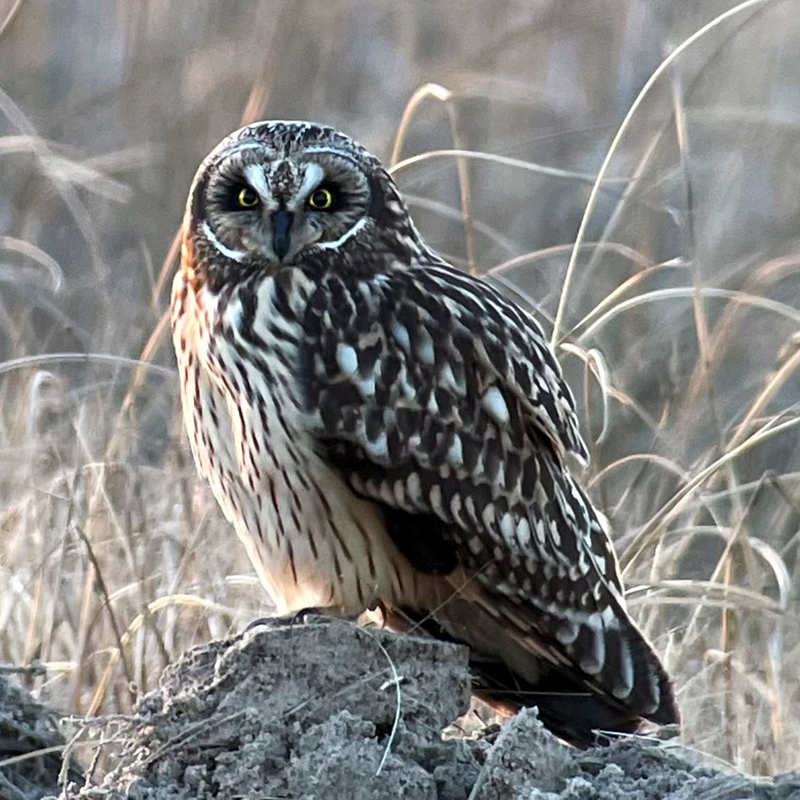 A short-eared owl sits on a clump of soil poking up from the prairie landscape