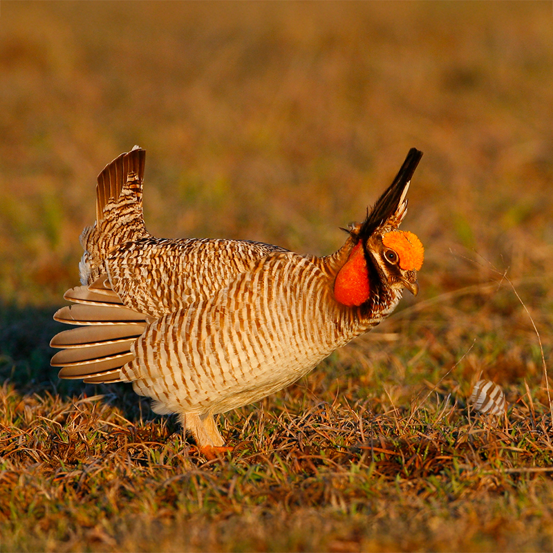 Lesser prairie-chicken in its native habitat
