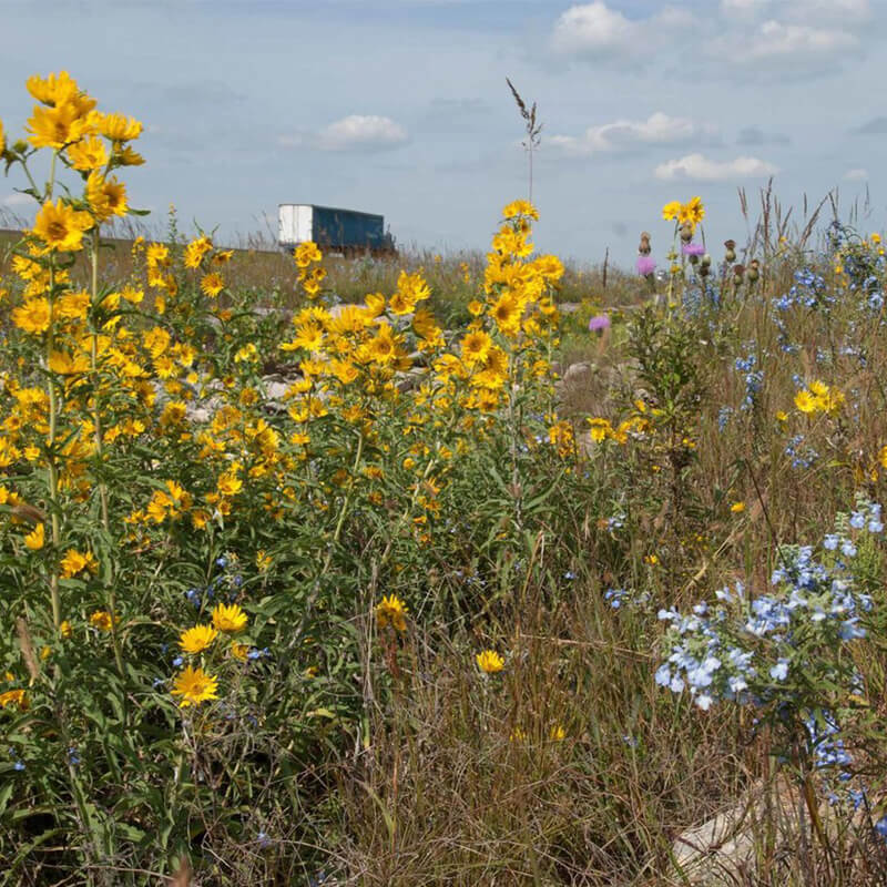 In the foreground, Kansas wildflowers bloom next to a highway. In the distance a semi can be seen.