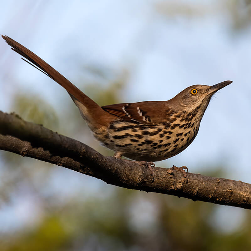 A brown thrasher sits on a tree branch