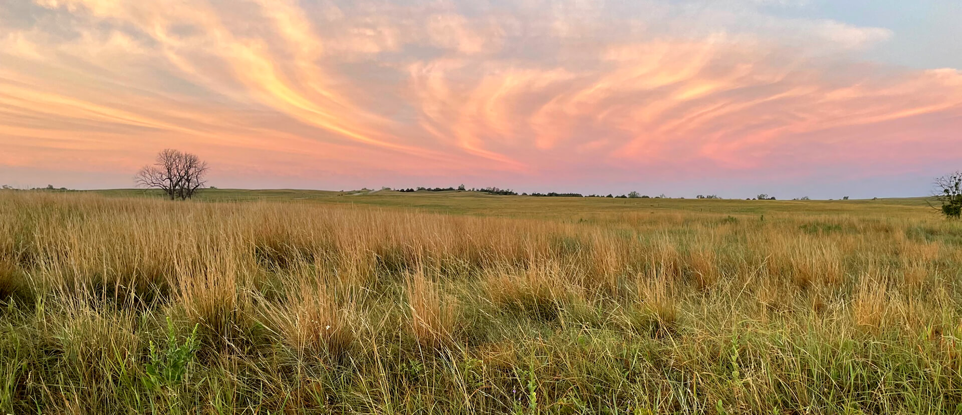 A prairie horizon with a pink dawn sky
