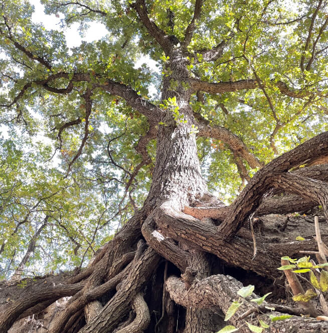 Looking up into the branches of an old tree, with a gnarled root system in the foreground.