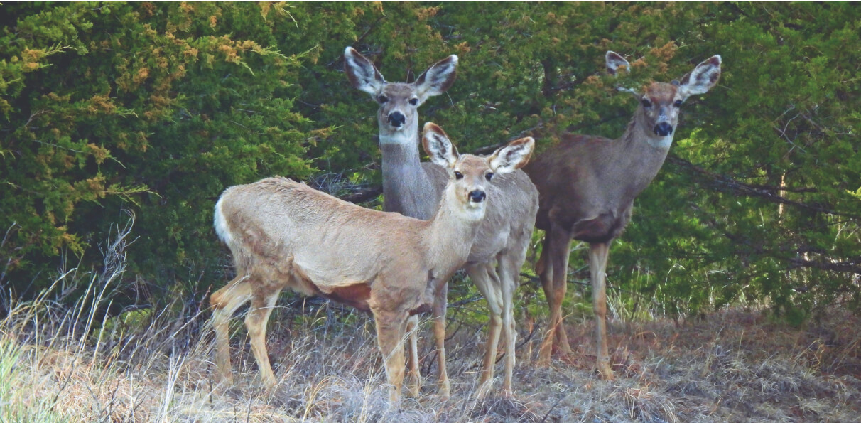 A group of 3 deer