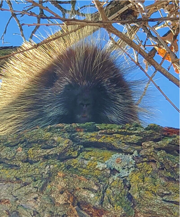 porcupine